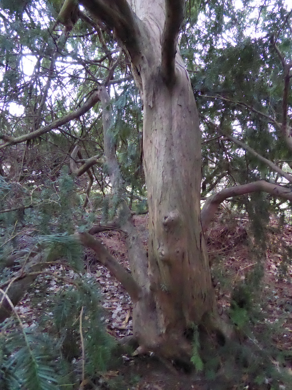 Taxus baccata 'Dovastoniana' - Dresden Botanischer Garten - Februar 2023