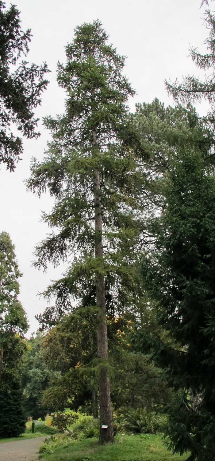 Larix occidentalis