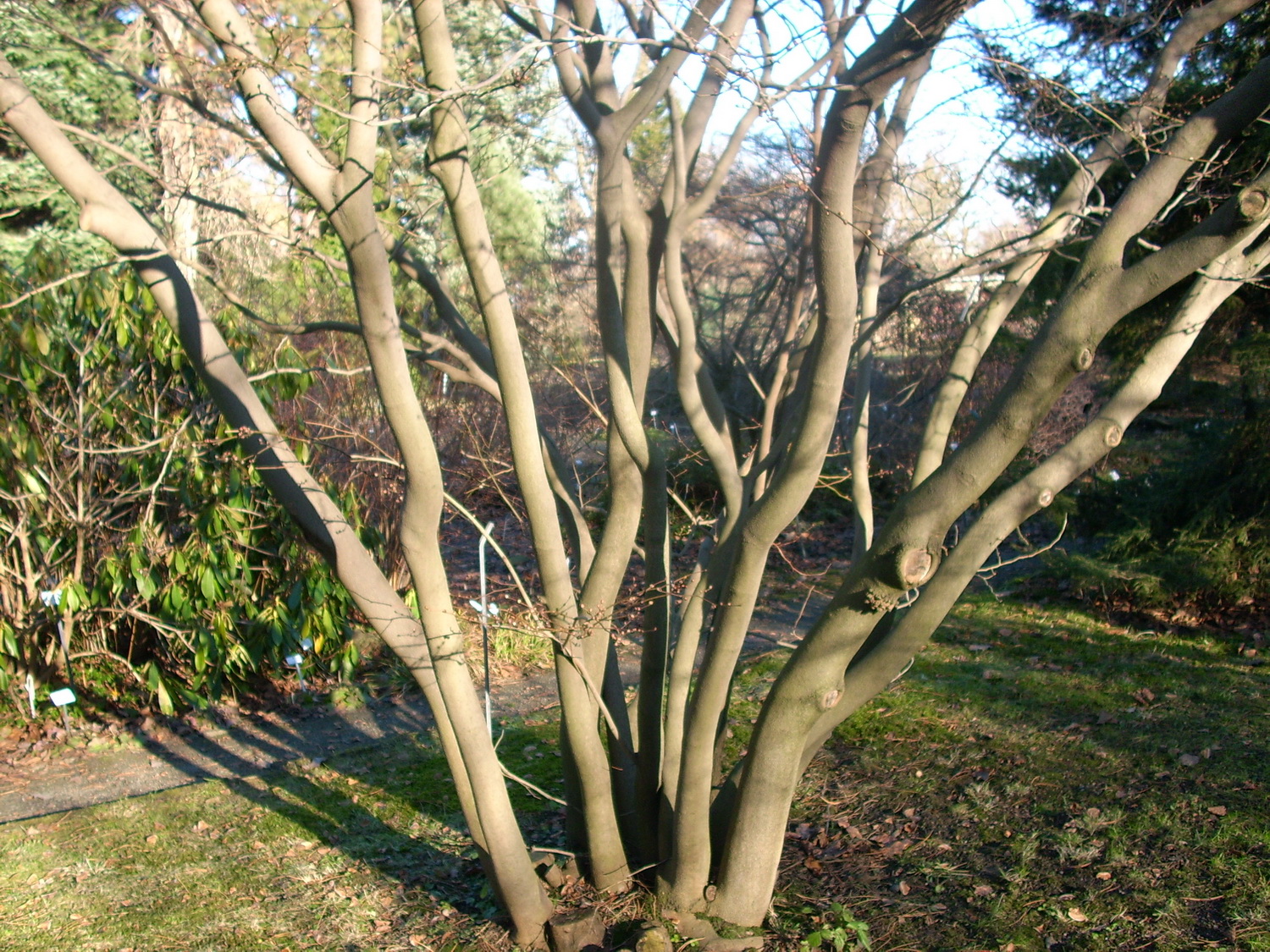 Lindera obtusiloba - Dresden Botanischer Garten - Januar 2011