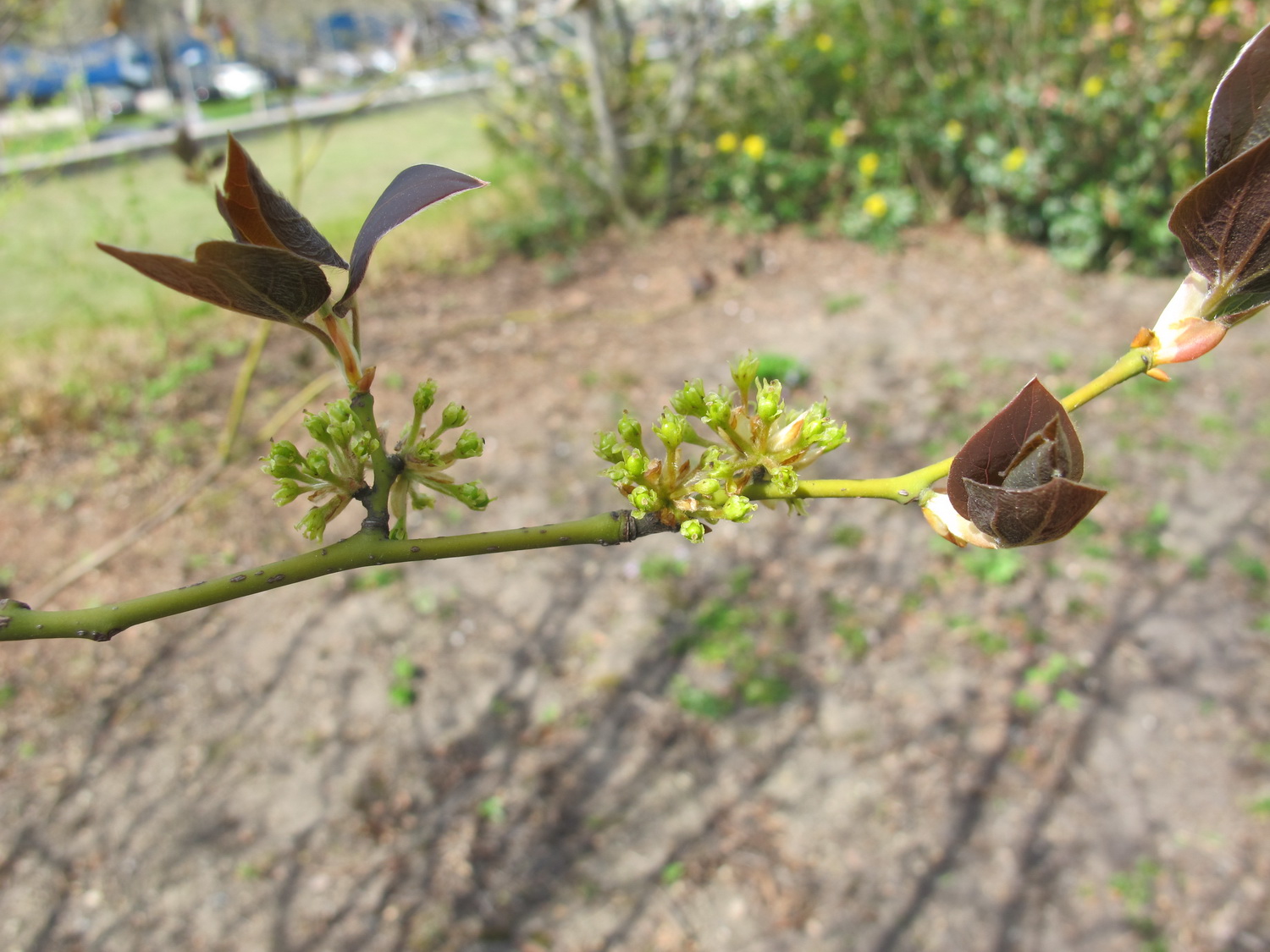 Lindera obtusiloba - Dresden Botanischer Garten - April 2013