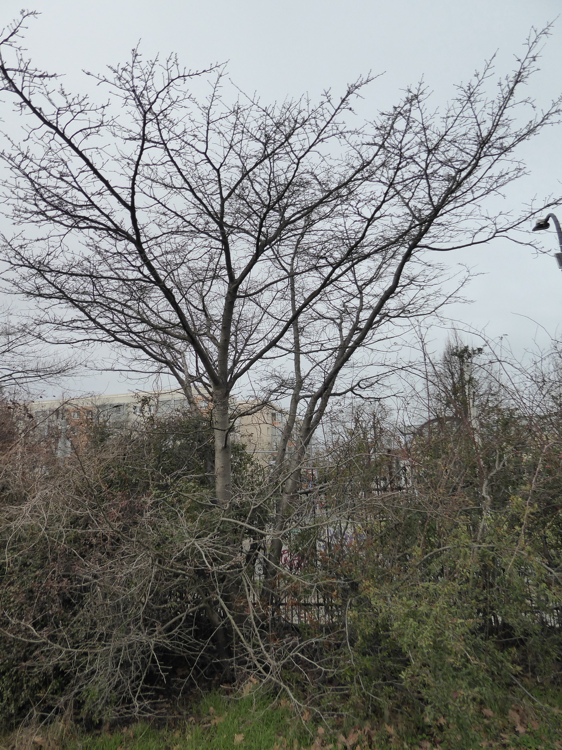Prunus × yedoensis - Dresden Botanischer Garten - Januar 2023