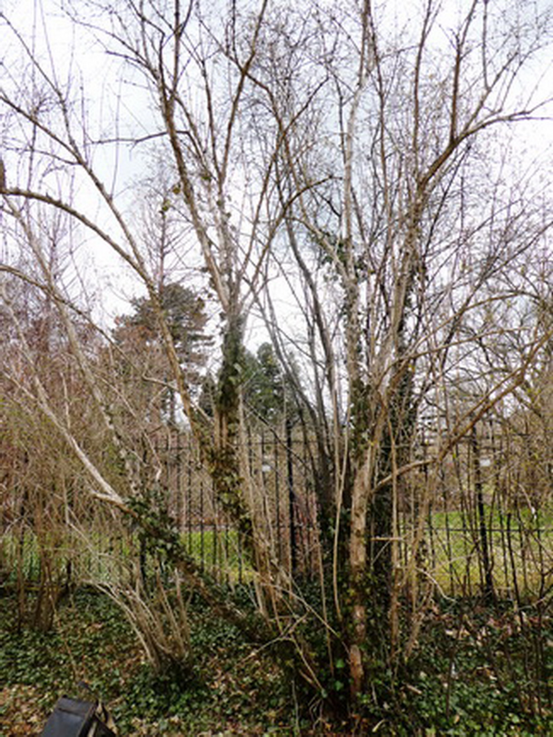 Lonicera quinquelocularis