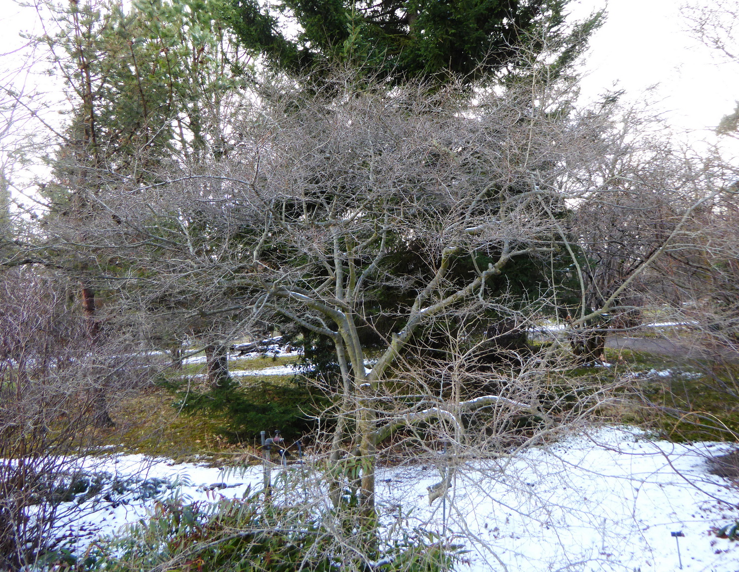 Ilex mucronata - Dresden Botanischer Garten - März 2018