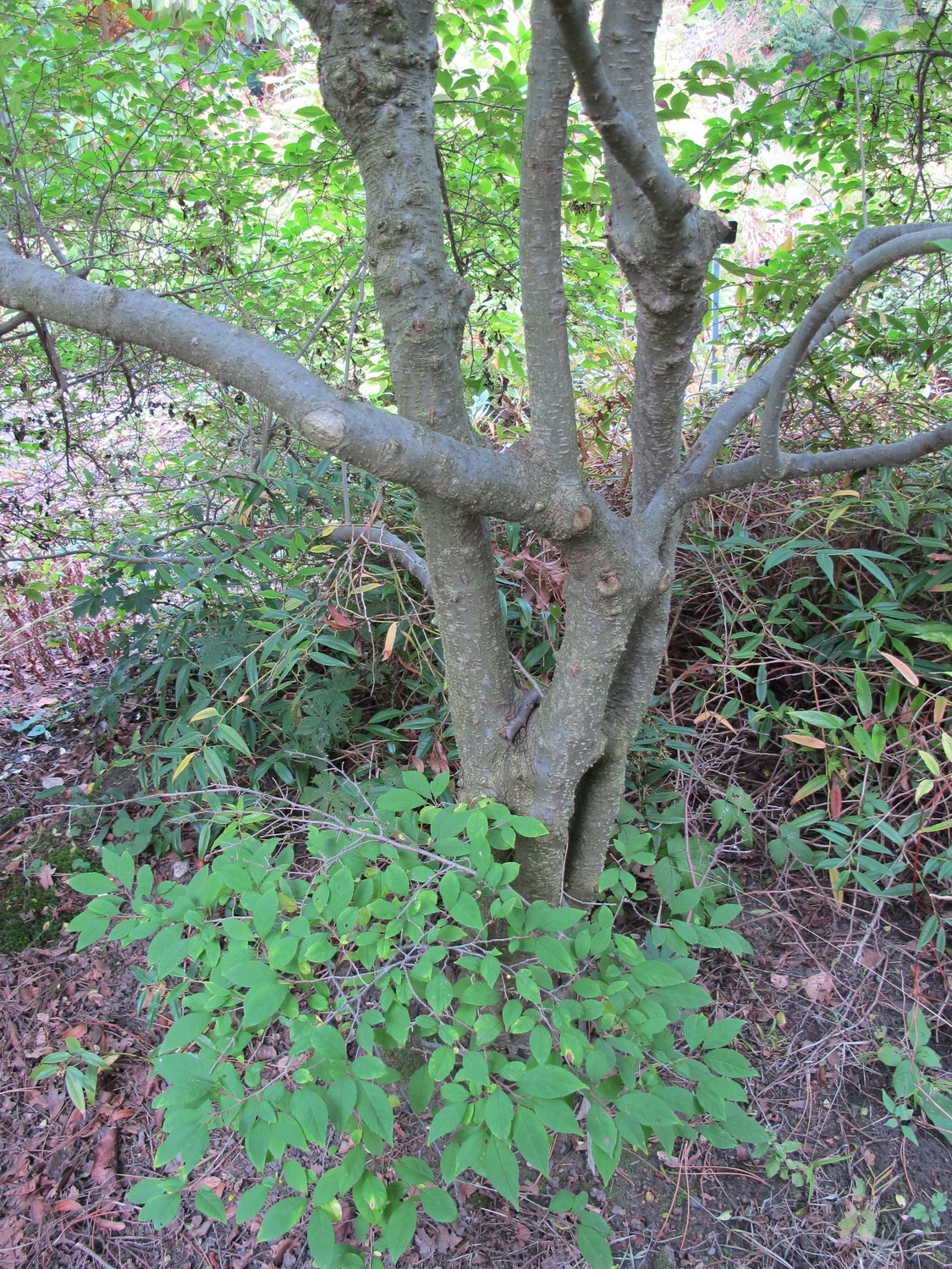 Ilex mucronata - Dresden Botanischer Garten - Oktober 2012
