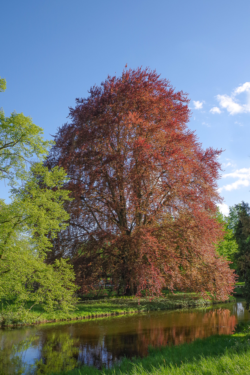 Atropurpurea-Gruppe Fagus sylvatica