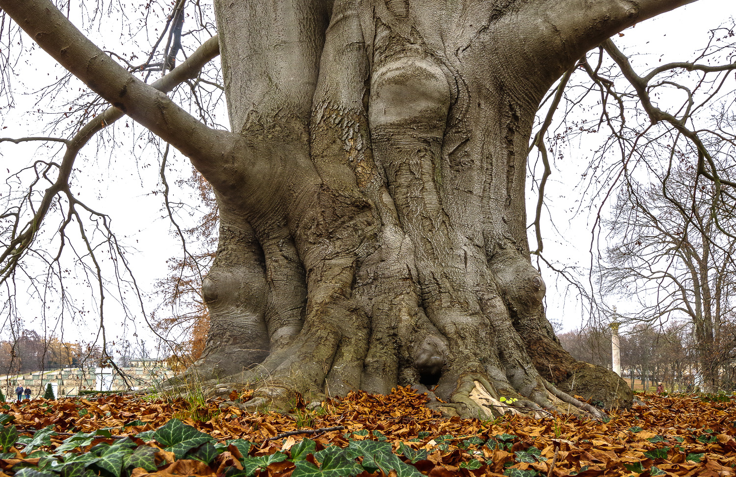 Blut-Buche - Potsdam - Febr. 2023