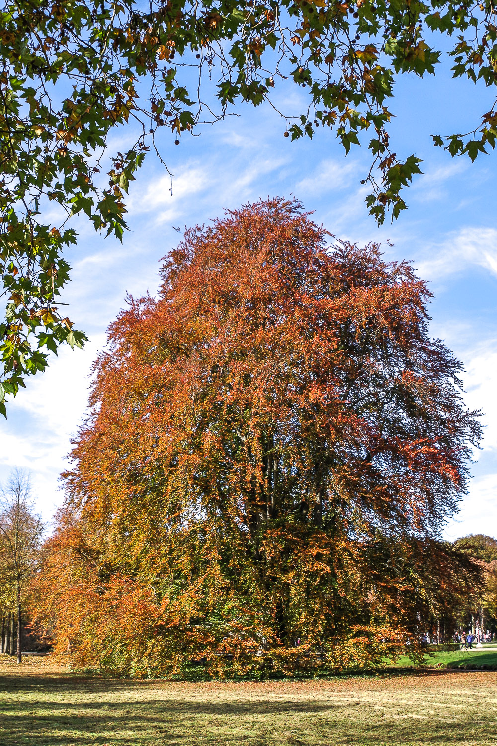 Blut-Buche - Potsdam - August 2022