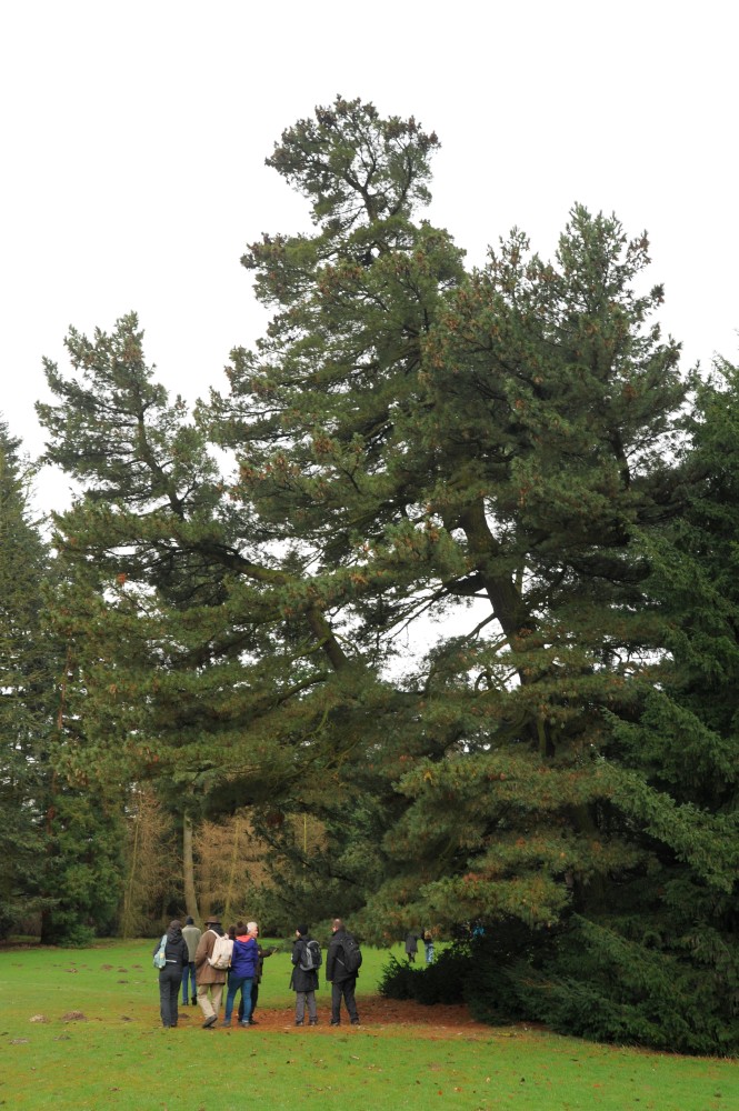 Pinus peuce, Bürgerpark Bremen, Februar 2014, Wintertagung DDG