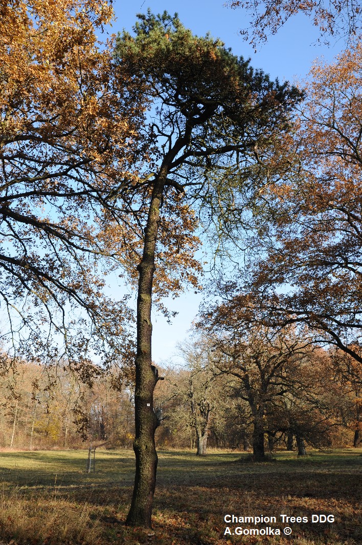 Pinus uncinata