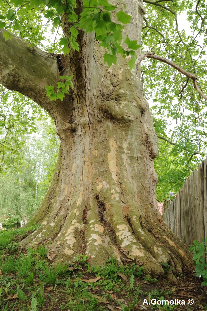Platane - Graitschen - Mai 2012