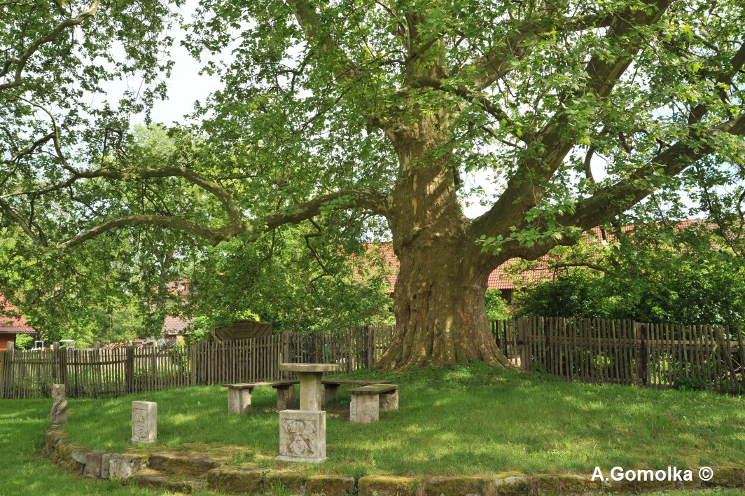 Platane - Graitschen - Mai 2012