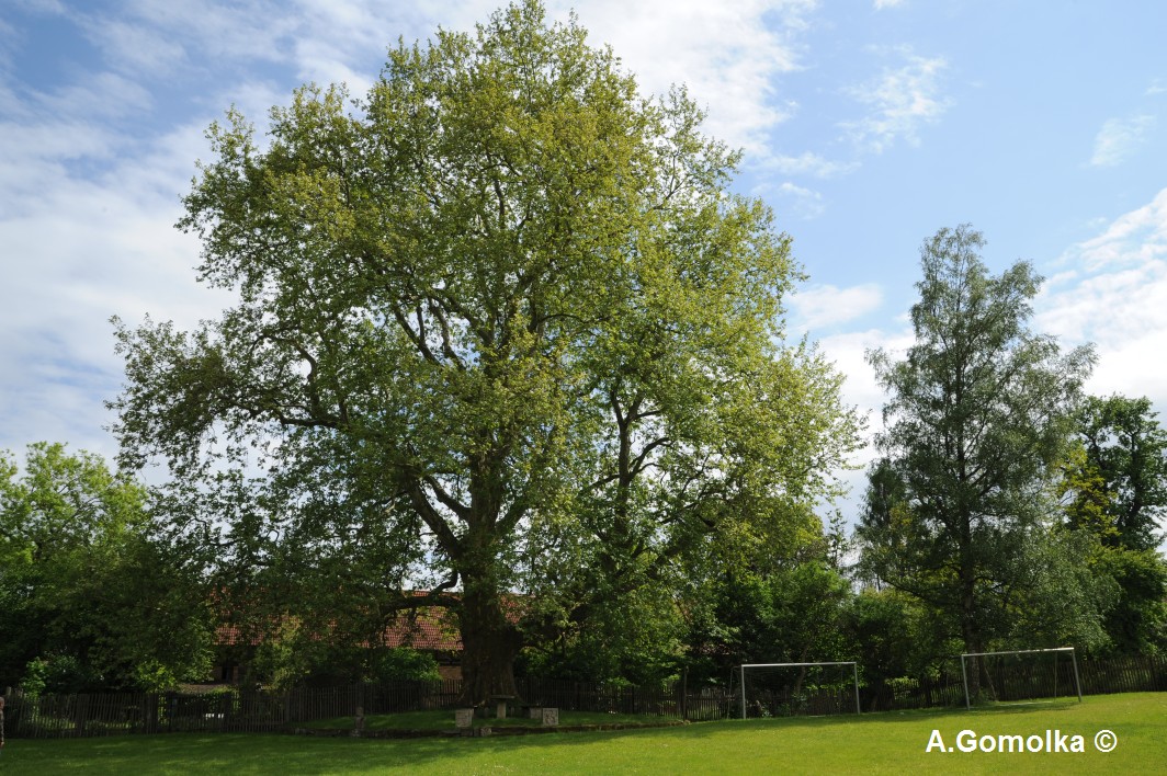 Platane - Graitschen - Mai 2012
