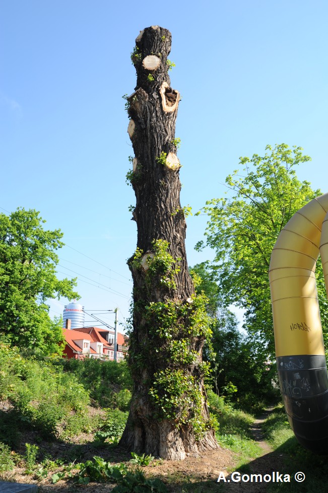 Populus nigra - Jena - 2012