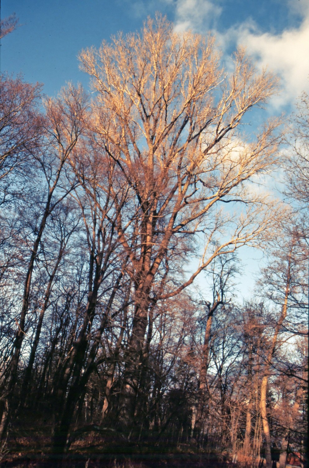 Populus nigra