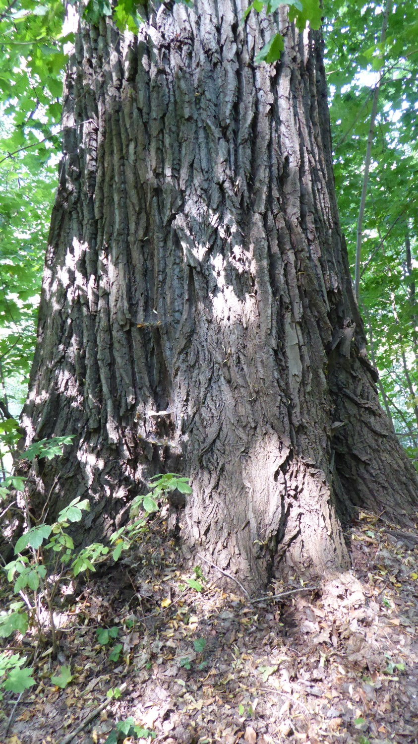 Populus nigra