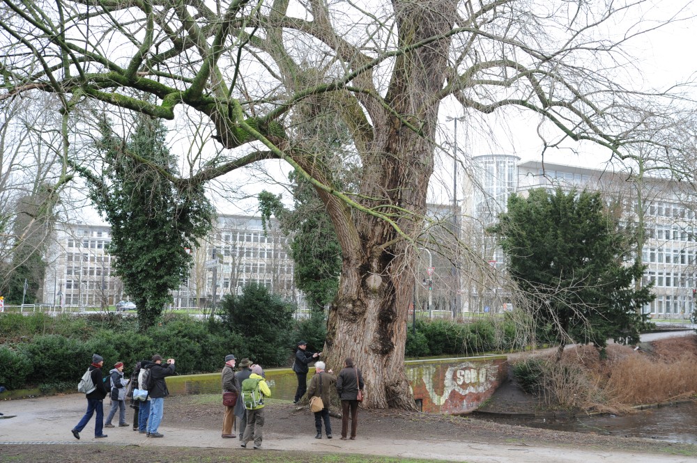 Populus x canadensis - Bremen, Wallanlagen - Februar 2014