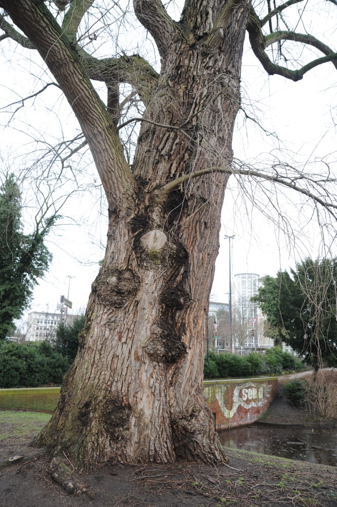 Populus x canadensis - Bremen, Wallanlagen - Februar 2014