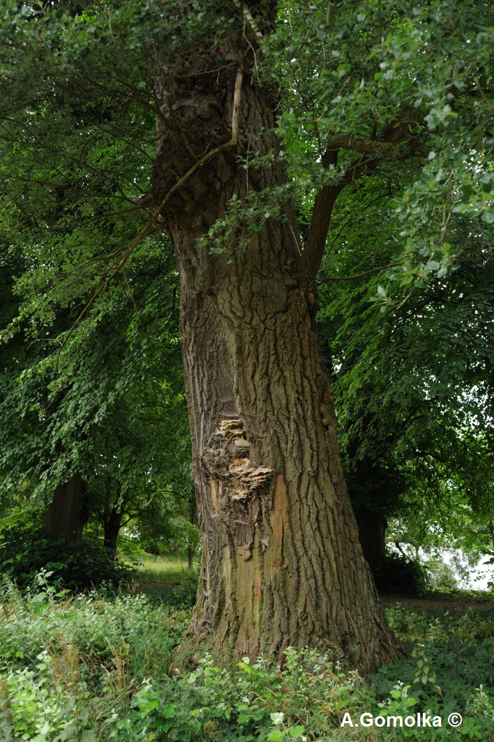 × canescens Populus