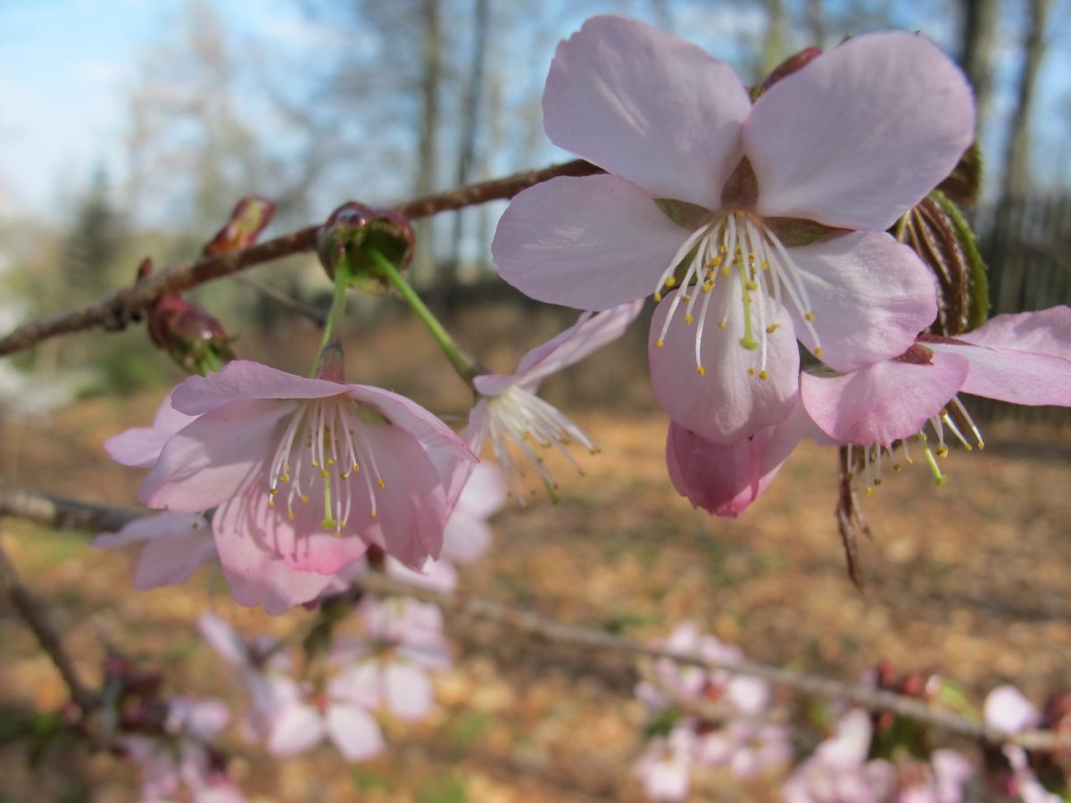Prunus sargentii - Tharandt - April 2013