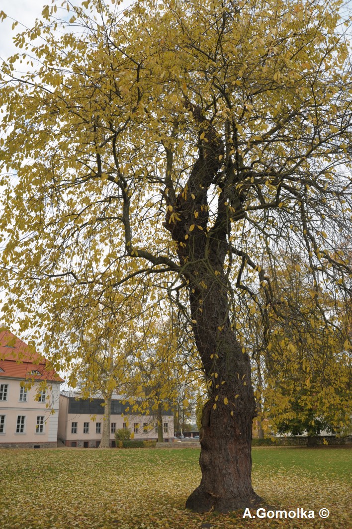 Traubenkirsche - Criewen - Oktober 2010