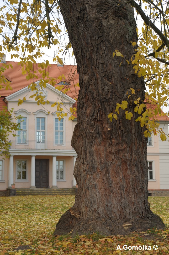Traubenkirsche - Criewen - Oktober 2010