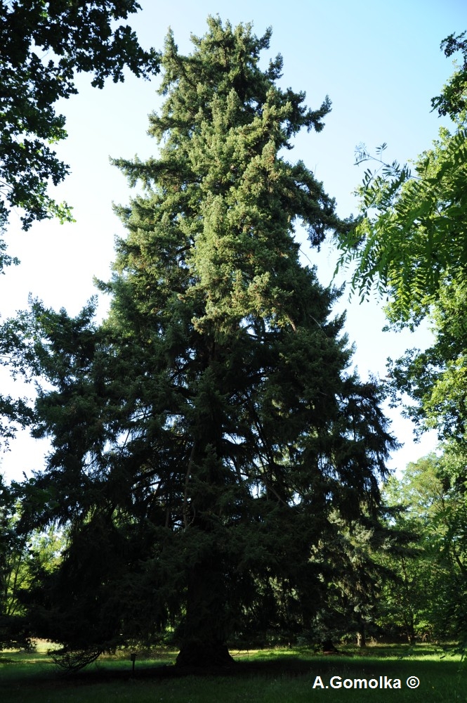 Douglasie - Fürstlich Drehna - August 2012