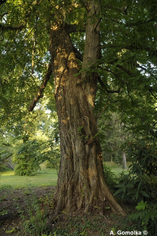 fraxinifolia Pterocarya