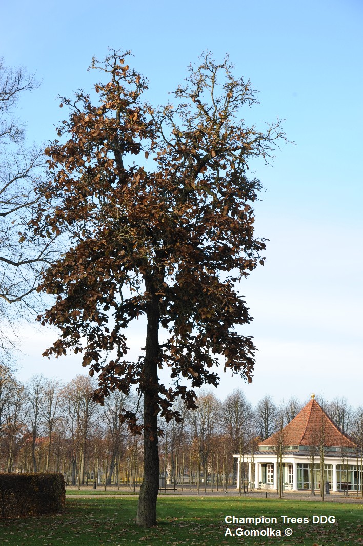 dentata Quercus