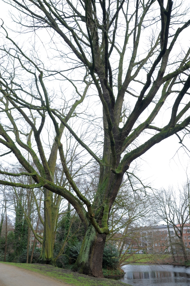 frainetto Quercus