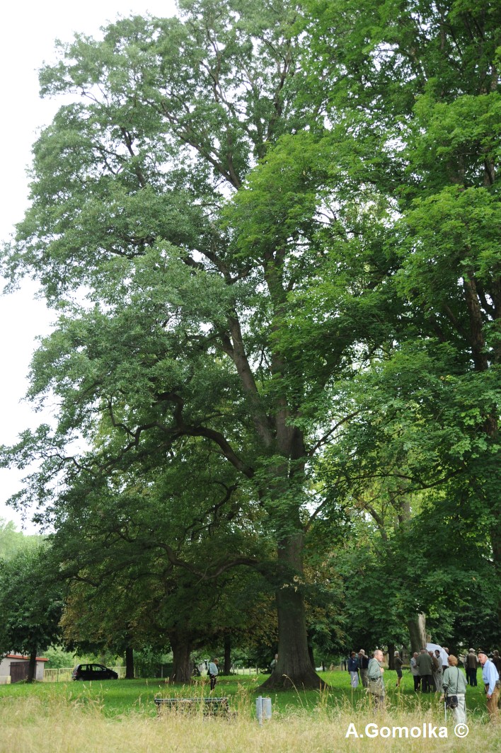 'Mespilifolia' petraea Quercus