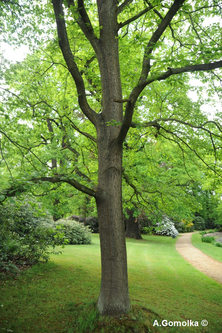 'Muscaviensis' petraea Quercus