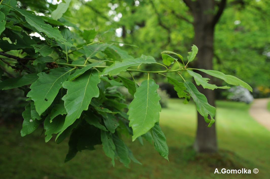 Quercus petraea 'Muscaviensis' - Bad Muskau - Sommer 2013