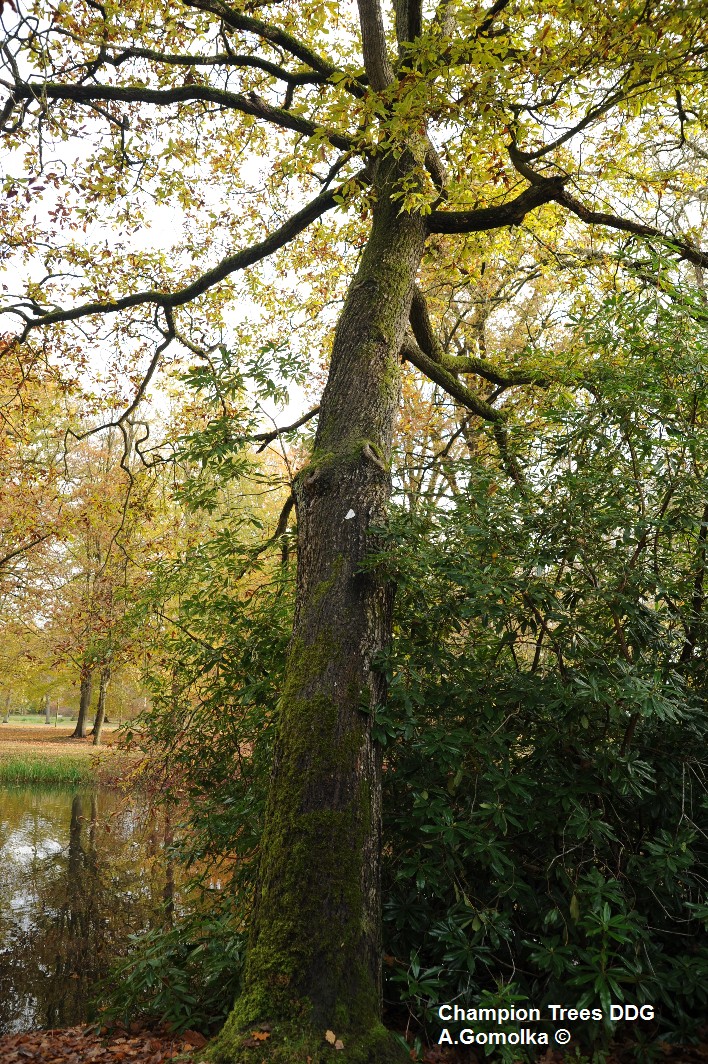 Quercus petraea 'Muscaviensis' - Ludwigslust - 2012