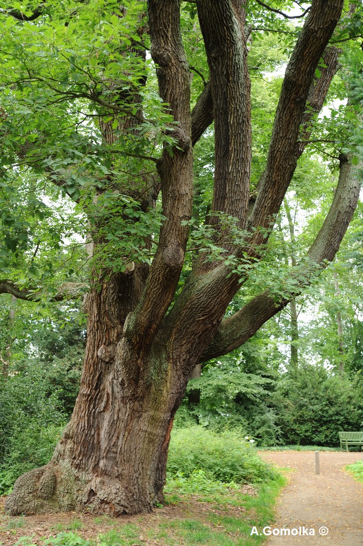petraea Quercus
