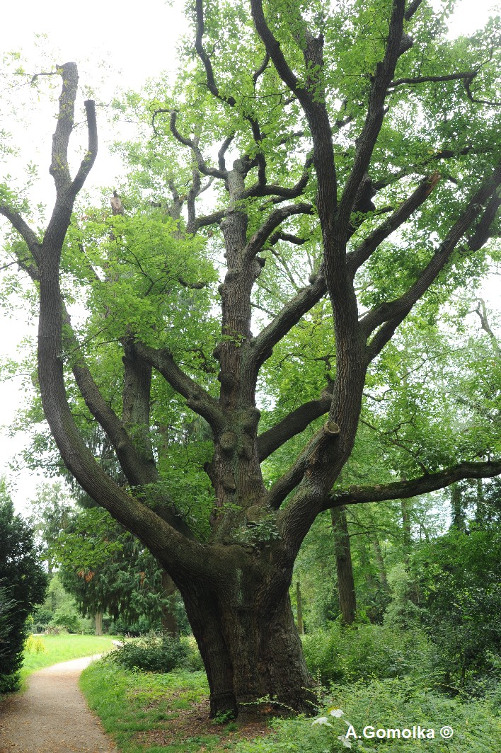 Quercus petraea - Berlin, Pfaueninsel - Sommer 2011