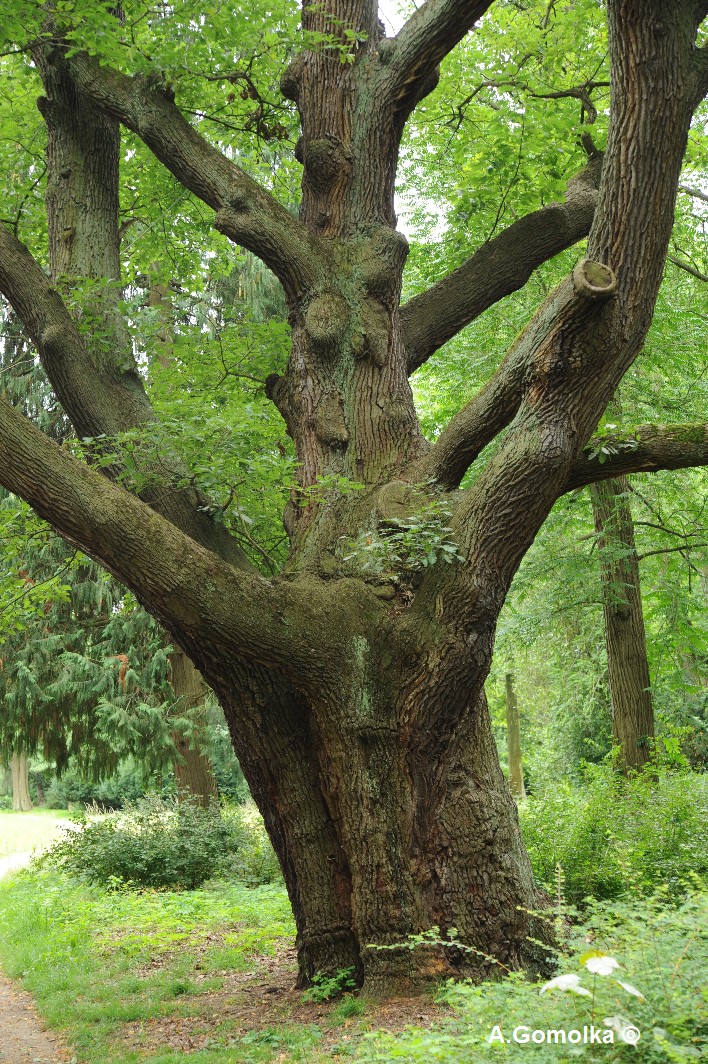 Quercus petraea - Berlin, Pfaueninsel - Sommer 2011