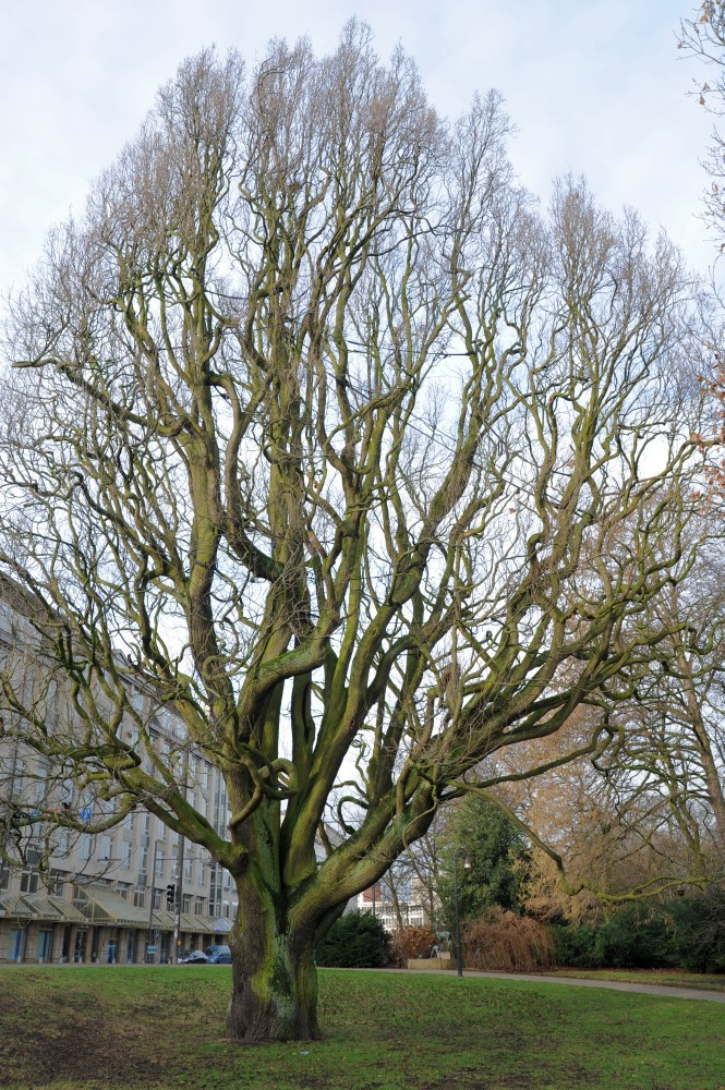 Fastigiata-Gruppe Quercus robur