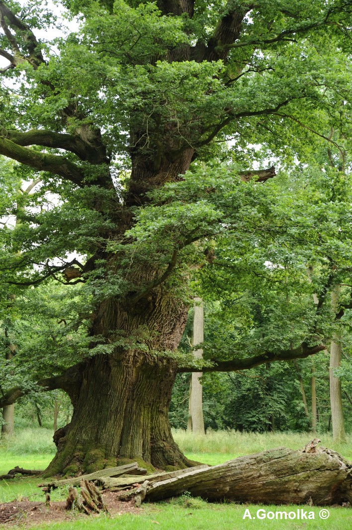 Quercus robur