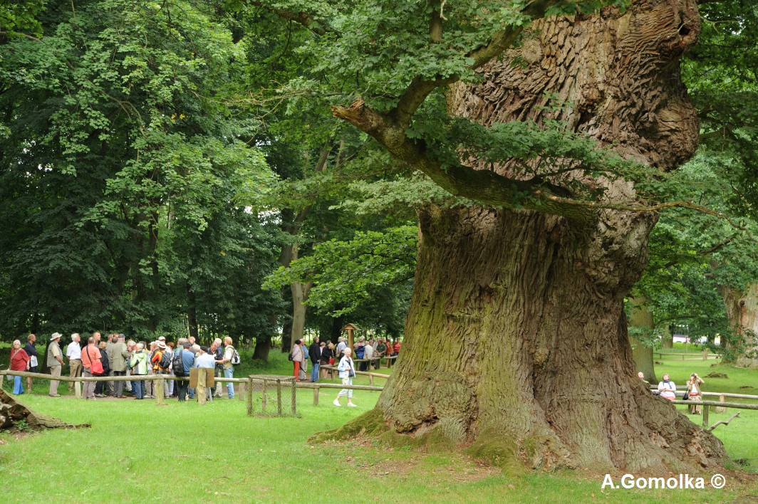 Quercus robur - Ivenack - 2012
