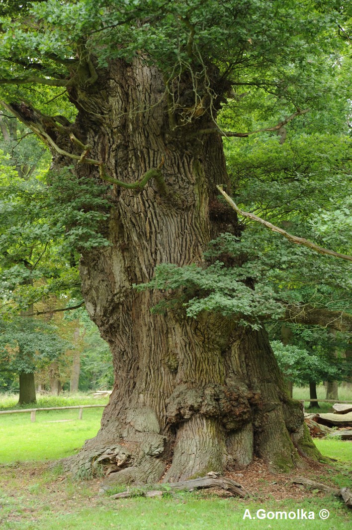 Quercus robur - Ivenack - 2012
