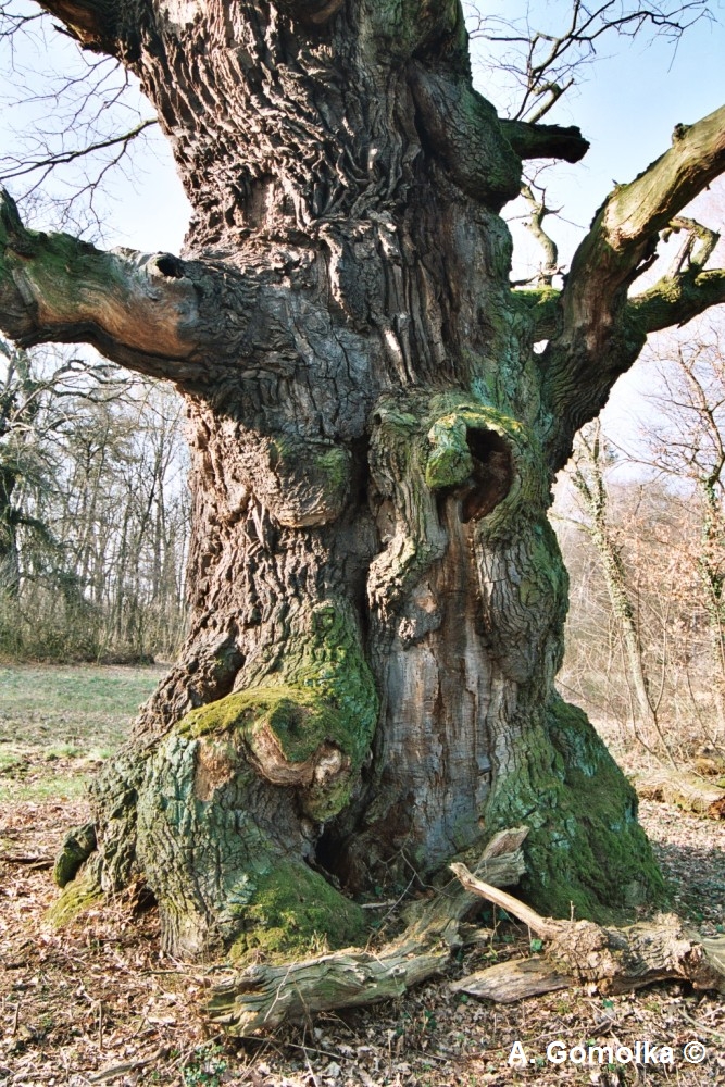 Stieleiche Försterei Bischofswald bei Ivenrode, 2003