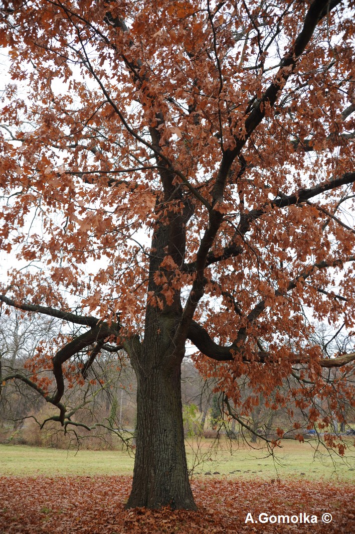 Quercus velutina
