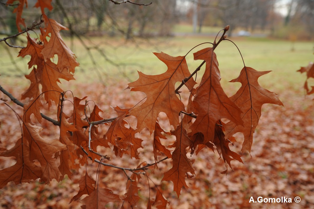 Färber-EIche - Potsdam - November 2012