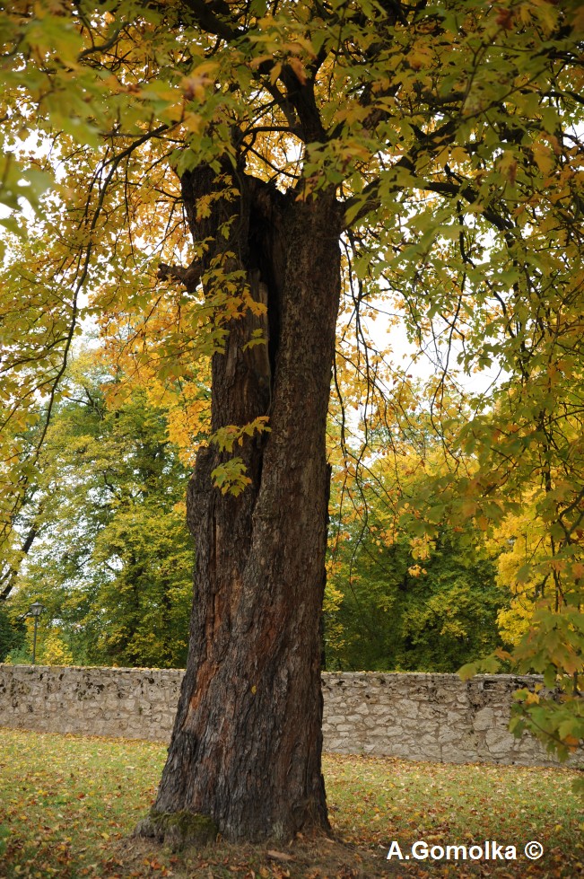 Elsbeere - Weimar - 2012