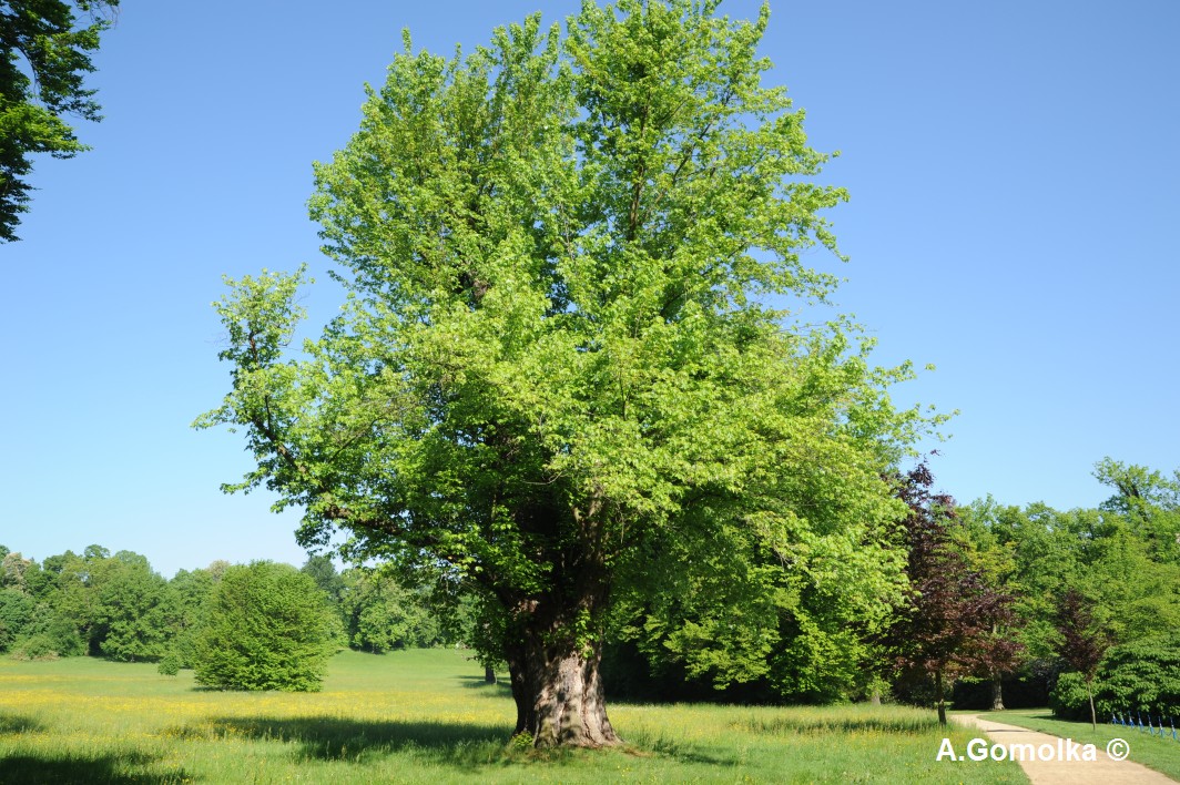 Acer saccharinum