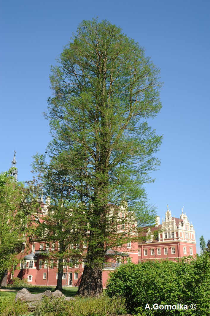 distichum Taxodium
