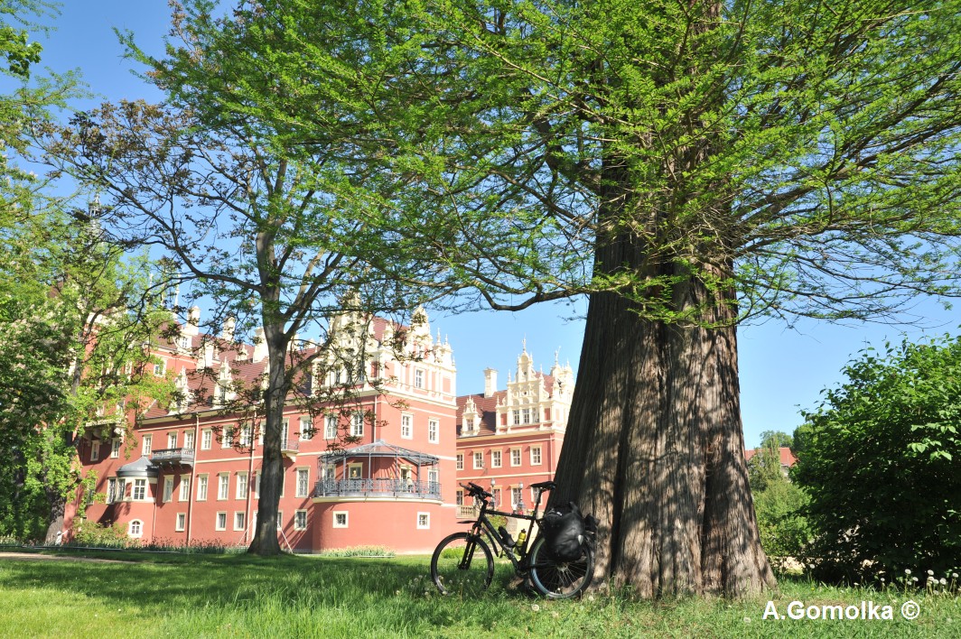 Sumpfzypresse - Bad Muskau - Sommer 2013