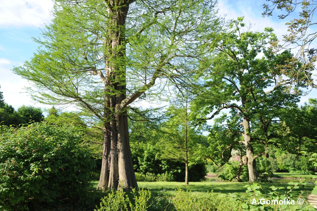 Sumpfzypresse - Bad Muskau - Sommer 2013