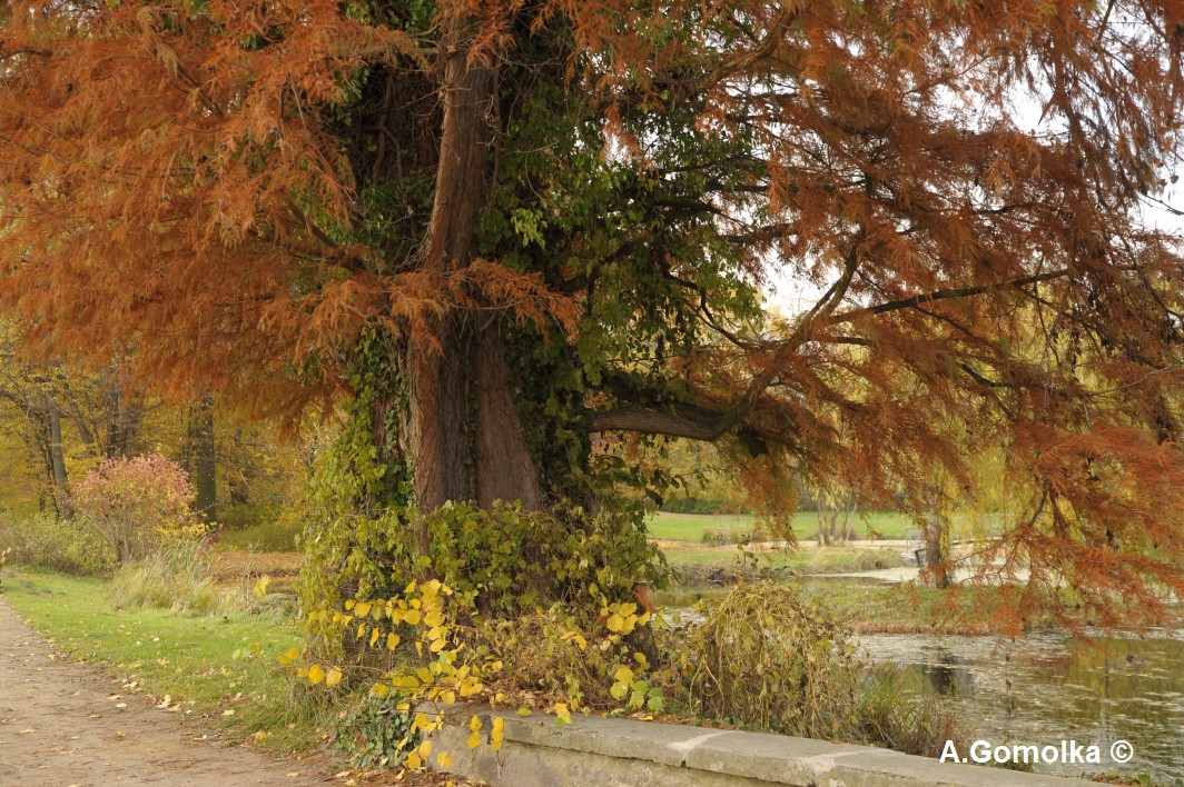 Sumpfzypresse - Criewen - Oktober 2010