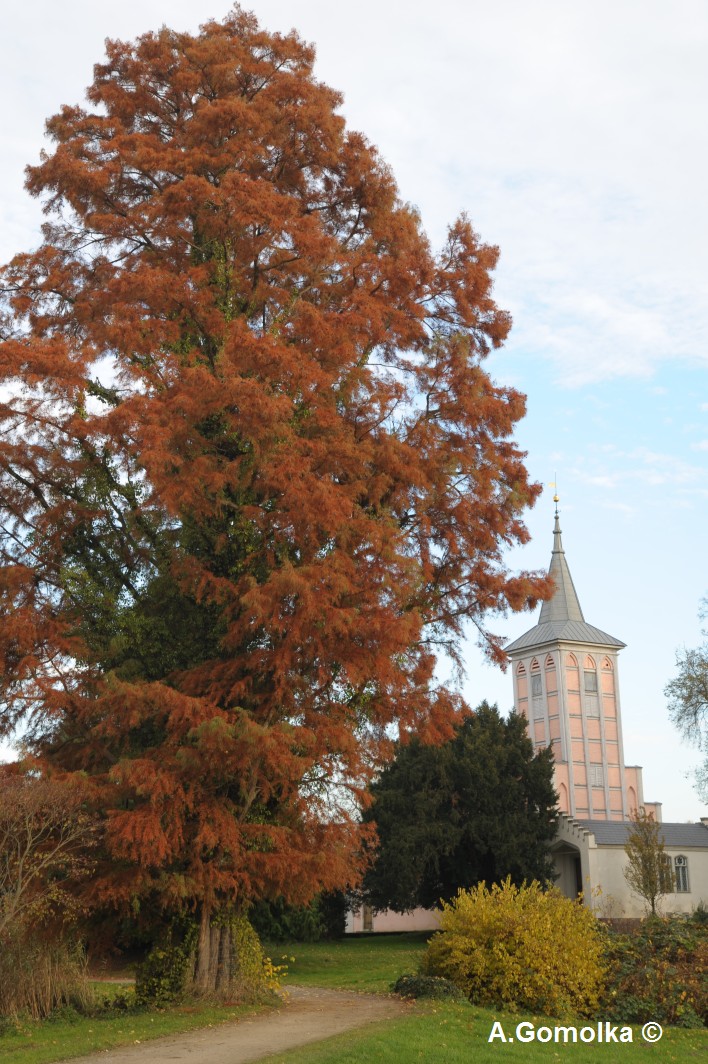 Sumpfzypresse - Criewen - Oktober 2010